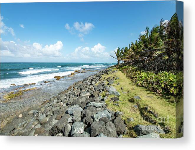 Palm Trees Canvas Print featuring the photograph Rocky Coastline, Old San Juan, Puerto Rico by Beachtown Views