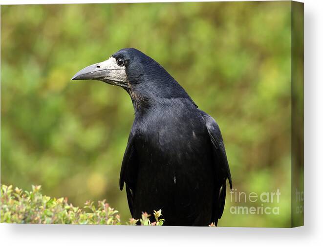 Rook Birds Nature Photography Black Green Prints Wall-art Canvas Print featuring the photograph Rook by Peter Skelton