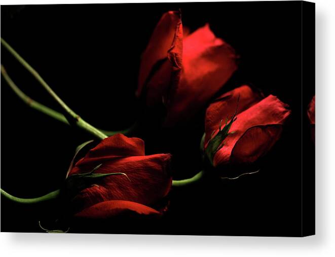 Macro Canvas Print featuring the photograph Rose 8809 by Julie Powell