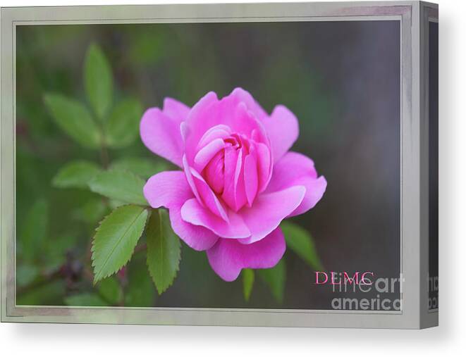 Rose Canvas Print featuring the photograph Rose Bright by Donna L Munro