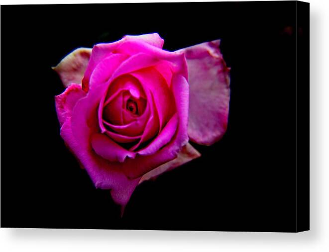 Rose Canvas Print featuring the photograph Rose Eye by Allen Nice-Webb