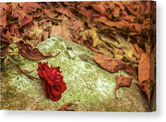 Garden Canvas Print featuring the photograph Rose In Fall by Kenia Rodriguez
