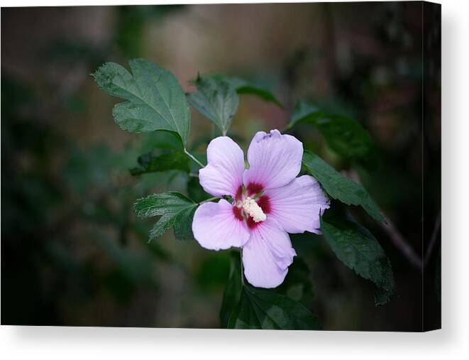 Flower Canvas Print featuring the photograph Rose of Sharon by DArcy Evans