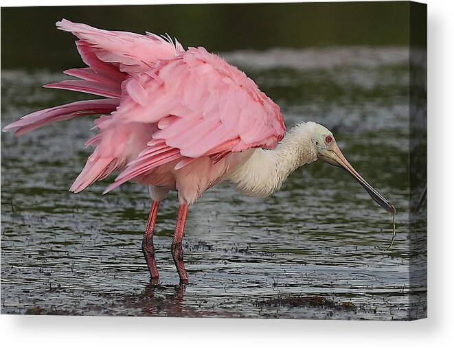 Roseate Spoonbill Canvas Print featuring the photograph Roseate Spoonbill 14 by Mingming Jiang