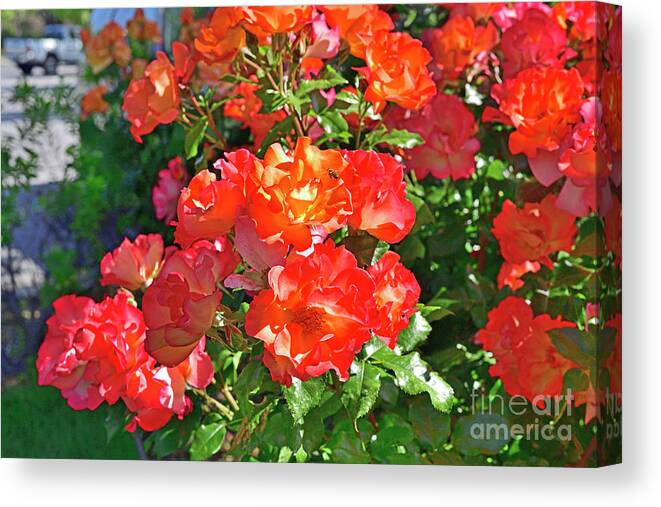 Red Roses Canvas Print featuring the photograph Roses and Honey Bee by Amazing Action Photo Video