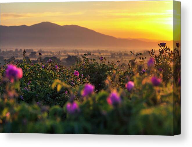 Bulgaria Canvas Print featuring the photograph Roses Valley by Evgeni Dinev