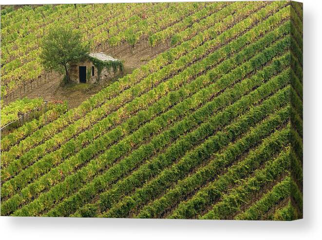 Italy Canvas Print featuring the photograph Rows Of Vines, Tuscany, Italy by Sarah Howard
