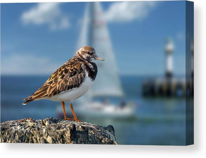 Ruddy Turnstone Canvas Print featuring the photograph Ruddy Turnstone in Harbour by Arterra Picture Library