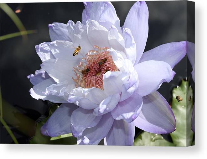 Water Lily Canvas Print featuring the photograph Ruffled Water Lily by Mingming Jiang