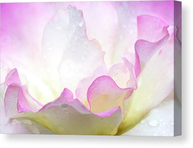 Flowers Canvas Print featuring the photograph Ruffles by Patty Colabuono