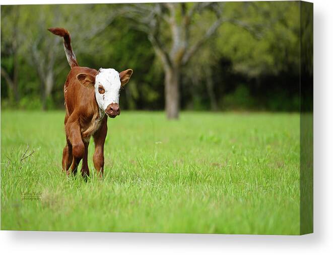 Texas Longhorns Wall Art Canvas Print featuring the photograph Ruger the longhorn calf by Cathy Valle
