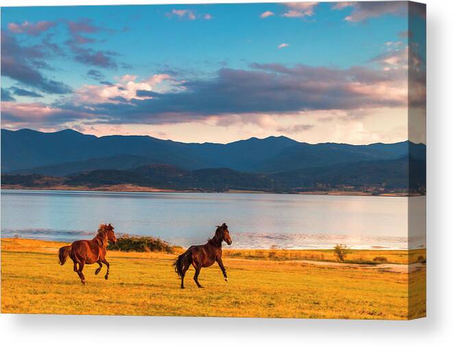 Animal Canvas Print featuring the photograph Running Horses by Evgeni Dinev