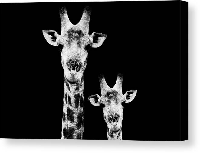 Wild Animals Canvas Print featuring the photograph Safari Profile Collection - Portrait of Giraffe and Baby Black Edition I I I by Philippe HUGONNARD