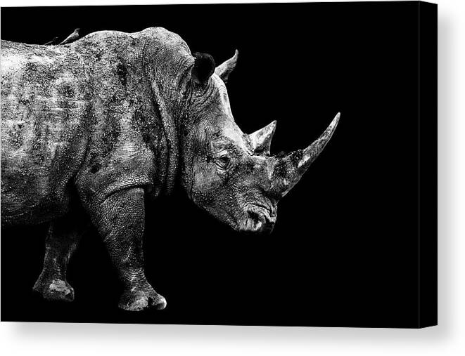 Wild Animals Canvas Print featuring the photograph Safari Profile Collection - Rhino Black Edition by Philippe HUGONNARD