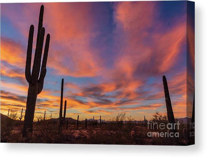 Landscape Canvas Print featuring the photograph Saguaro Sunrise by Seth Betterly