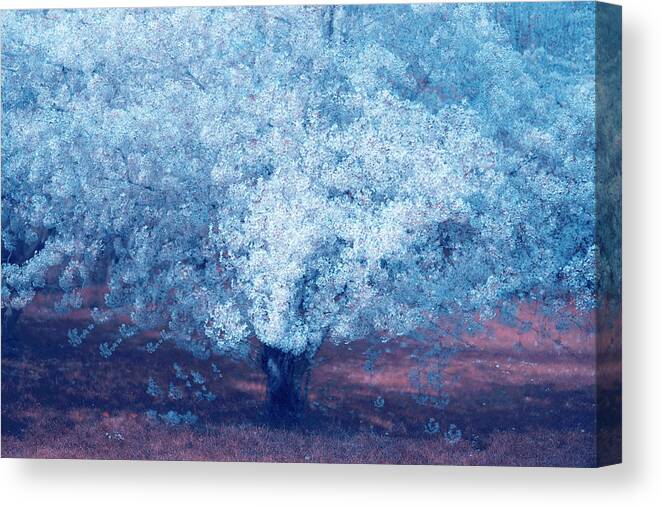  Canvas Print featuring the photograph Sakura Bloom in Moonlight by Jenny Rainbow