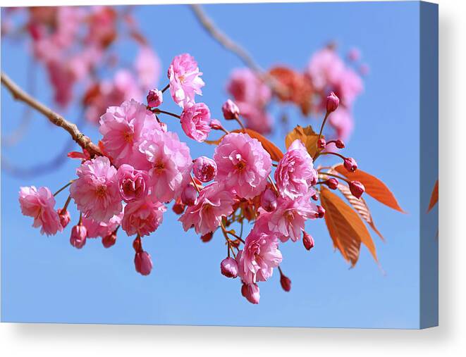 Pink Blossom Canvas Print featuring the photograph Sakura in a blue sky by Maria Meester