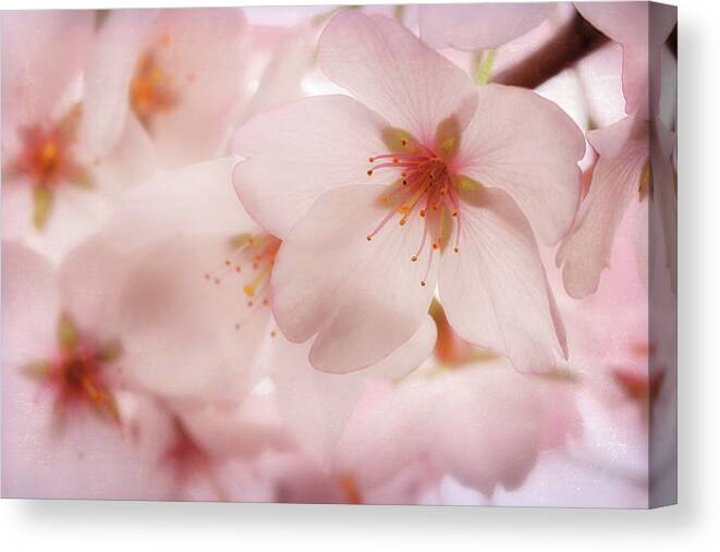 Cherry Blossoms Canvas Print featuring the photograph Sakura by Susan Rissi Tregoning
