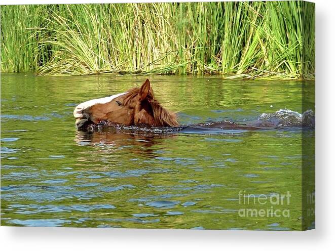 Salt River Wild Horse Canvas Print featuring the digital art Salt River Wild Horse by Tammy Keyes