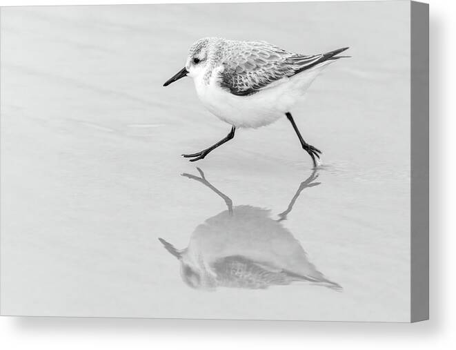 Calidris Alba Canvas Print featuring the photograph Sanderling Scurry by Dawn Currie