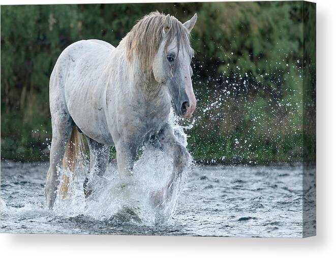 Stallion Canvas Print featuring the photograph Sarge. by Paul Martin