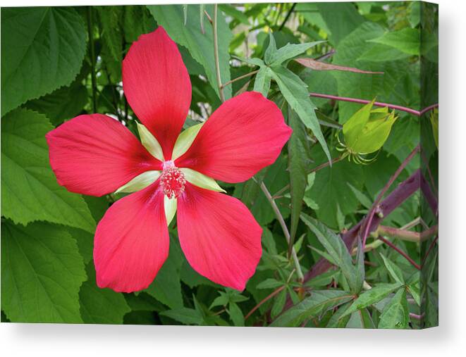  Scarlet Rosemallow Canvas Print featuring the photograph Scarlet Rosemallow by Bradford Martin