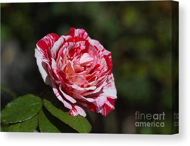 Red Rose Canvas Print featuring the photograph Scentimental Rose Flower  by Joy Watson