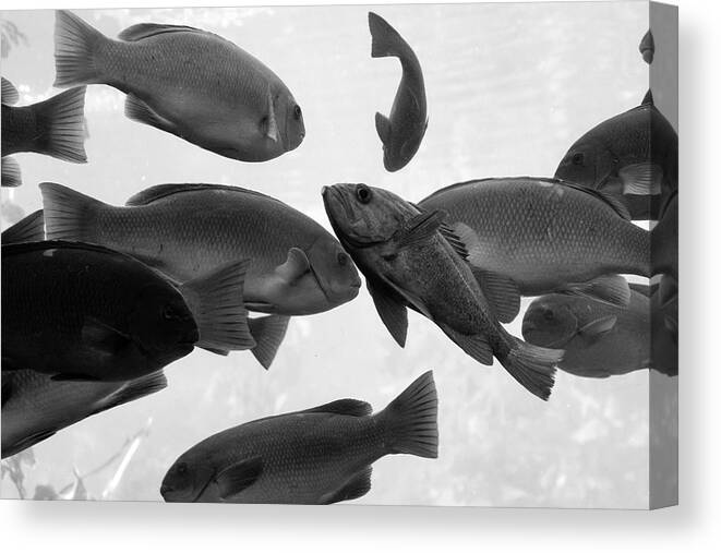School Of Fish Canvas Print featuring the photograph Schools out by Gina Cinardo