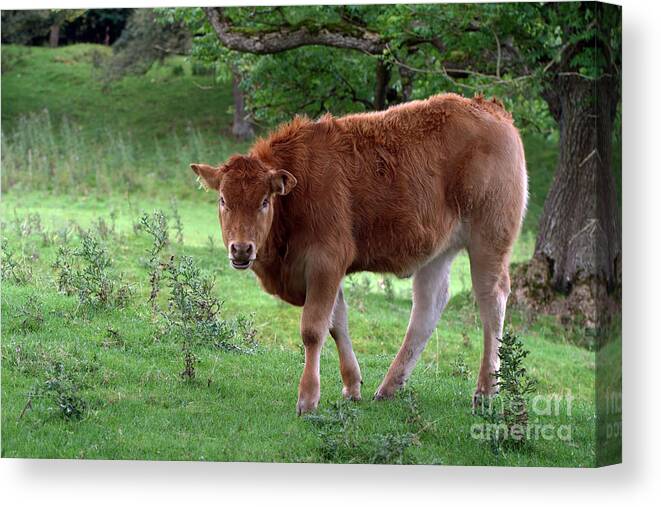 Cow; Cattle; Animal; Scotland; Pasture; Europe; Horizontal; Canvas Print featuring the photograph Scottish Cow by Tina Uihlein