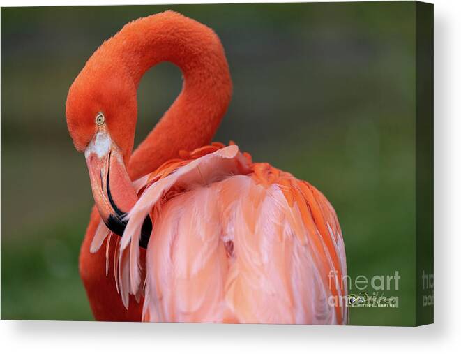 Bird Canvas Print featuring the photograph Scratching My Back by David Levin