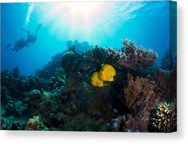 Lifestyles Canvas Print featuring the photograph Scuba Diving with Fish by JovanaMilanko