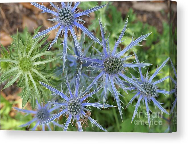 Sea Holly Canvas Print featuring the photograph Sea Hollies in bloom by Bentley Davis