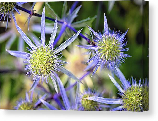 Eryngium Canvas Print featuring the photograph Sea Holly by Steven Nelson