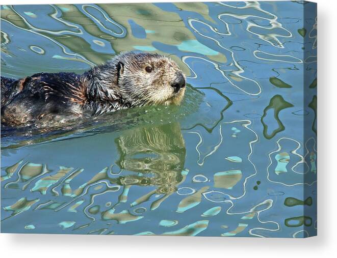  Canvas Print featuring the photograph Sea Otter #1 by Carla Brennan