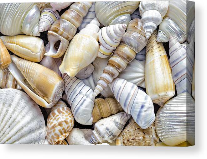 Animal Shell Canvas Print featuring the photograph Sea shells by Mandy Disher Photography