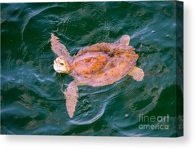 Sea Canvas Print featuring the photograph Sea Turtle in the Water by Beachtown Views