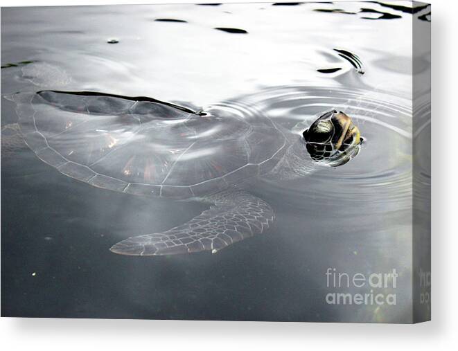 Maui Canvas Print featuring the photograph Sea Turtle by Wilko van de Kamp Fine Photo Art