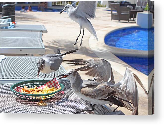 Unhealthy Eating Canvas Print featuring the photograph Seagull Lunch by Nikki O'Keefe Images