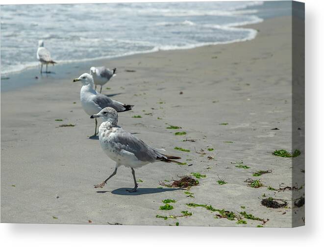 Long Beach Canvas Print featuring the photograph Seagull March by Cate Franklyn