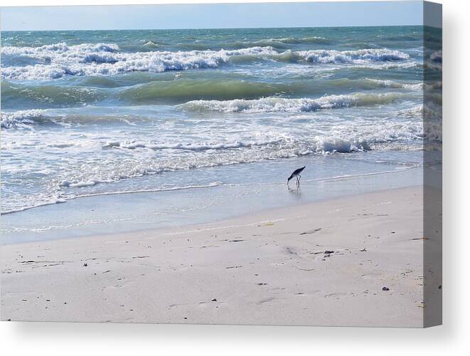 Bird Canvas Print featuring the photograph Seagull on Beach - Photo 76 by Lucie Dumas