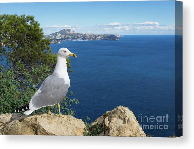 Seagull Canvas Print featuring the photograph Seagull watches the Mediterranean Sea by Adriana Mueller