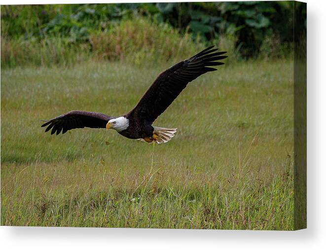 Eagle Canvas Print featuring the photograph Searching by Les Greenwood
