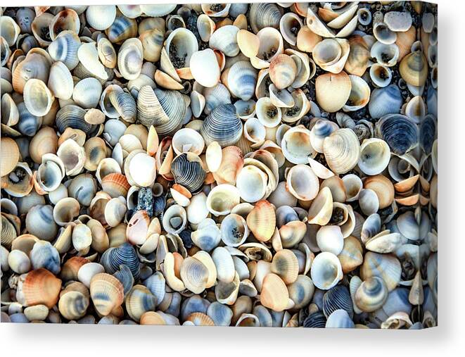 Seashells Canvas Print featuring the photograph Seashells On The Seashore by Rebecca Herranen