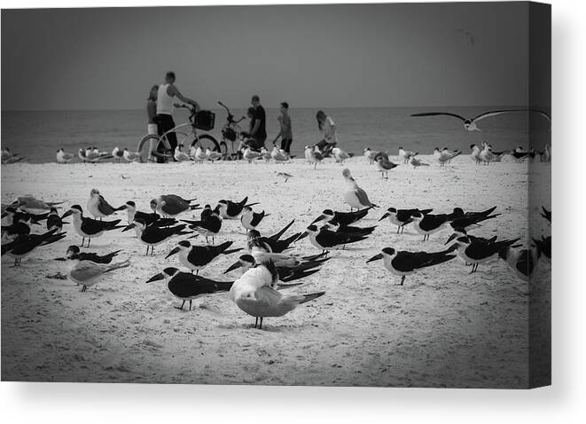 Beach Canvas Print featuring the photograph Seaside Gathering by Vicky Edgerly