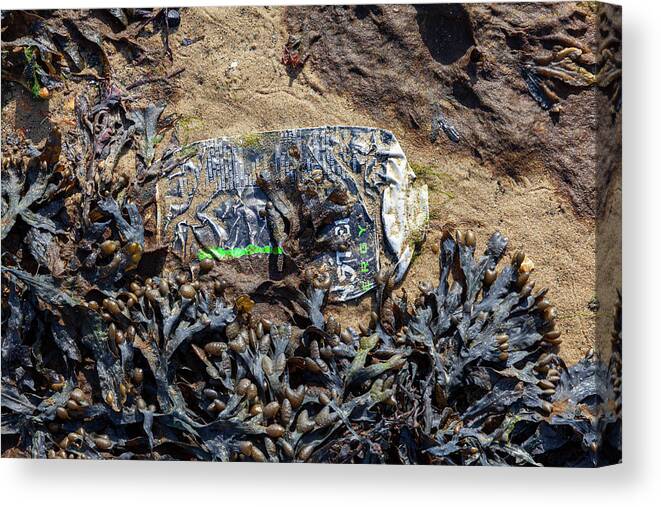 United Kingdom Canvas Print featuring the photograph Seaweed and can by Richard Donovan