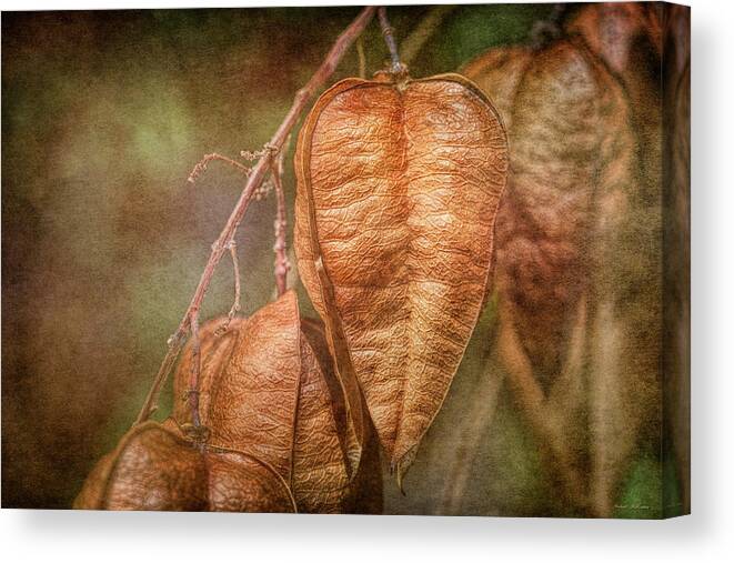 Seed Pods Canvas Print featuring the photograph Seed Pods on a Golden Rainfall Tree by Michael McKenney