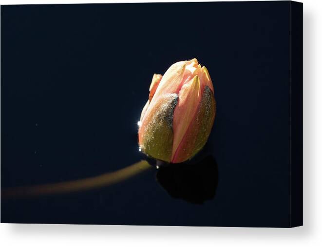 Fine Art Canvas Print featuring the photograph Serenity by Kim Sowa