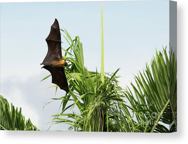 Bats in Trees Coffin Zipper Clutch Purse