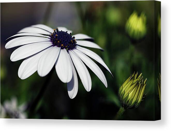 Flowers Canvas Print featuring the photograph Shades Of Spring 12 by Robert Fawcett