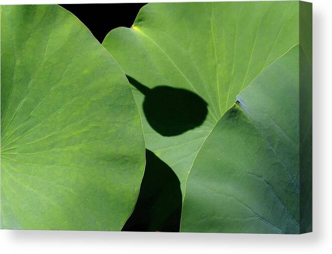 Lotus Leaves Canvas Print featuring the photograph Shadow Connected by Alida M Haslett